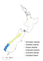 Veronica catarractae distribution map based on databased records at AK, CHR & WELT.
 Image: K.Boardman © Landcare Research 2022 CC-BY 4.0
